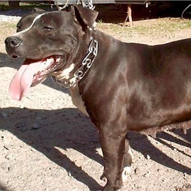Smoky Mtn.'s Black Pearles N' Lace Pit Bull